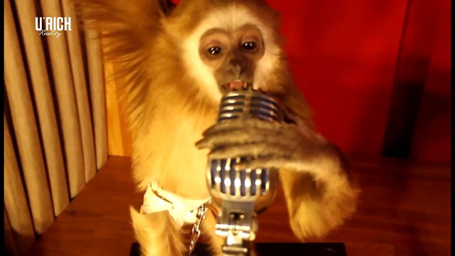 Обезьяны шалят в караоке клубе