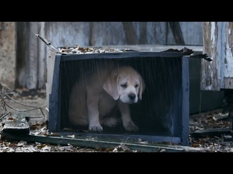 2015 Budweiser Super Bowl - Потерянный щенок