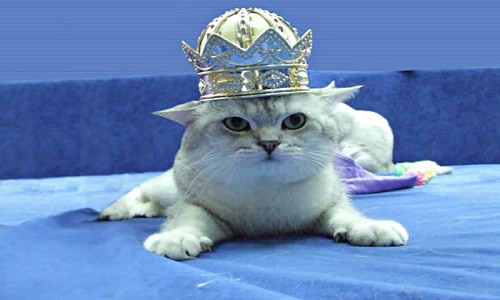 Кот Уровень Бог 