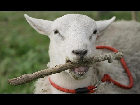 Овца выращенная собаками
