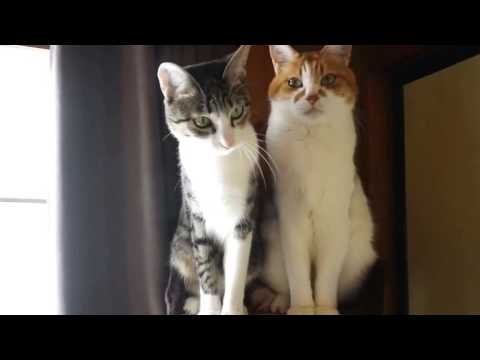 Активный кот и крутой кот
