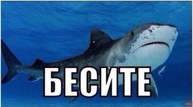 В Калининградский зоопарк вернули нервную акулу