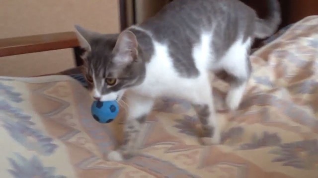 Кошка носит мяч как собака