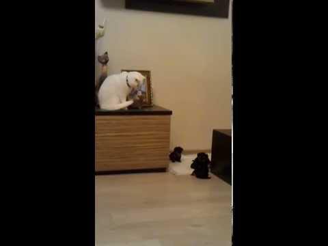 Реакция кошки на щенков