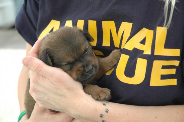 Животные приходят на помощь