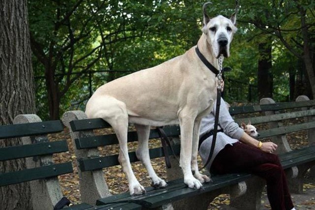 30 неприхотливых собак, которые сидят, где им вздумается