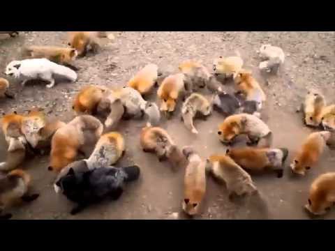 Питомник для лисиц