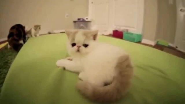 А он ещё и гавкает
