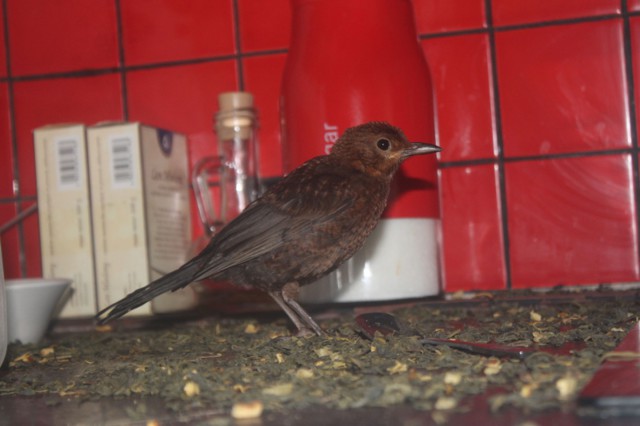 Подобрали 14-дневного дрозда