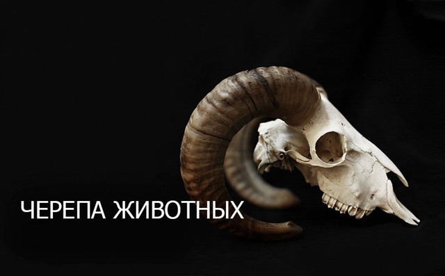 Черепа братьев наших меньших