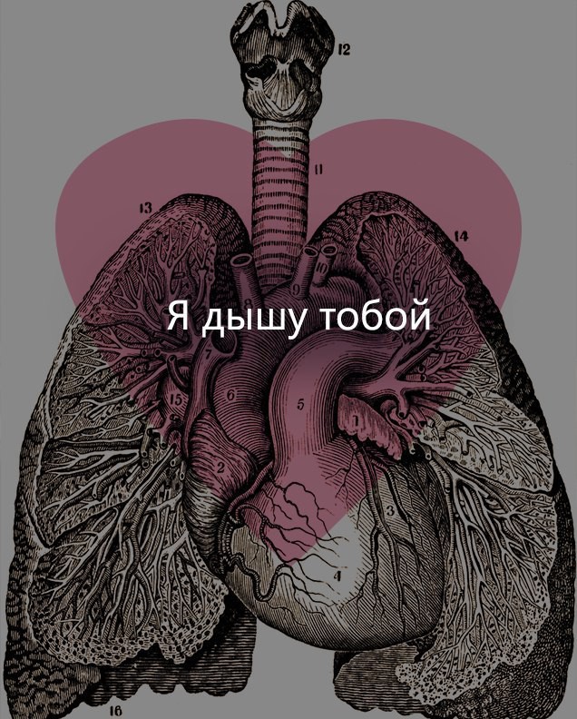 День святого Валентина в анатомических открытках