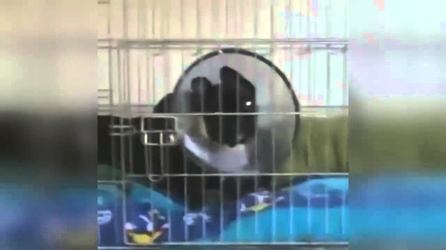 Я тебя люблю