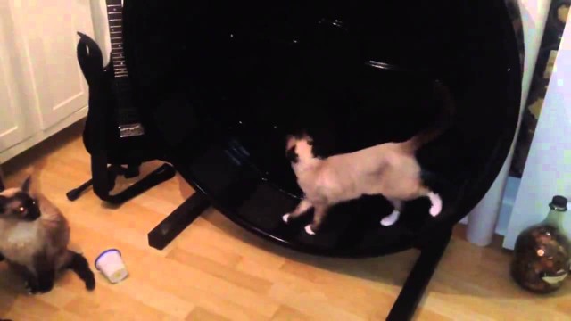 Кот в колесе 