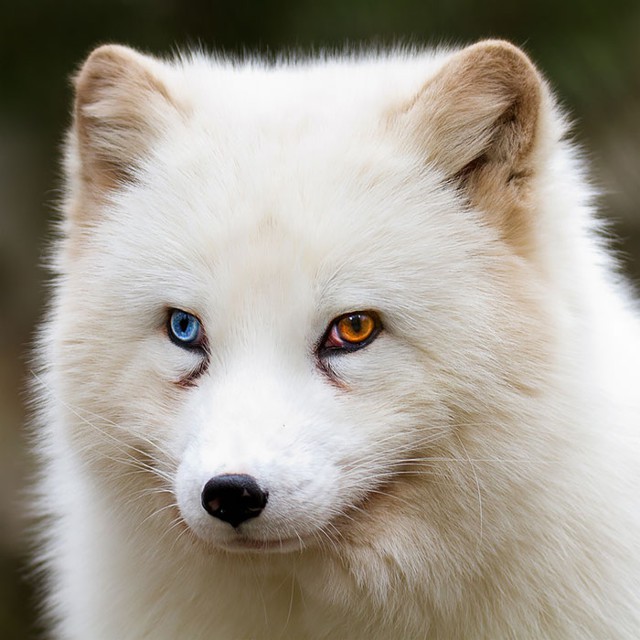 80 животных с красивейшими разноцветными глазами