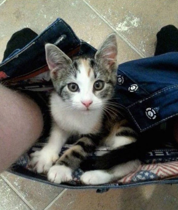 Питомцы, которым все равно на твое личное пространство