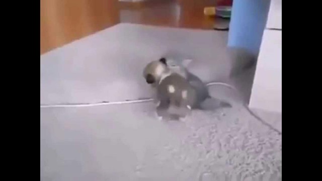 Котэ vs собакен.  Суровый бой 