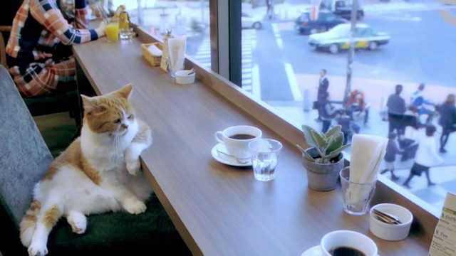 Кот зашел выпить кофе
