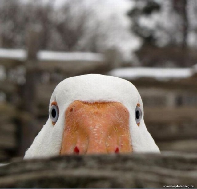 На Харьковщине женщина избила женщину ГУСЯМИ по лицу