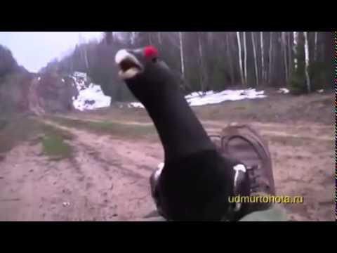 Очень смелый глухарь