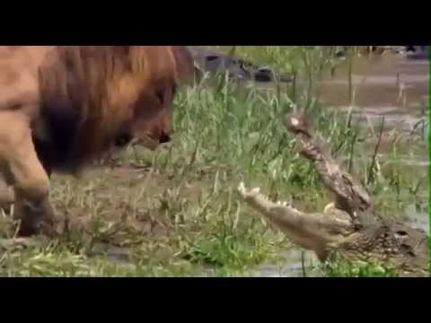  Лев снова доказывает что он король зверей 