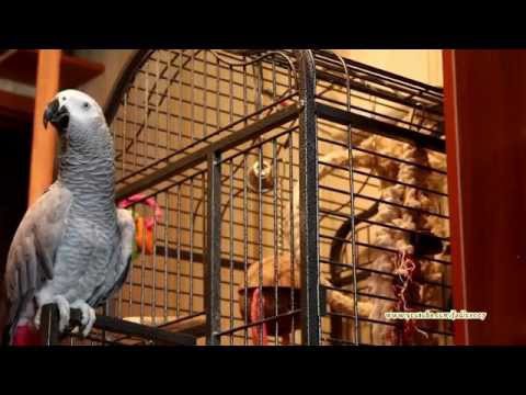Говорящие и танцующие попугаи лучшие подборки