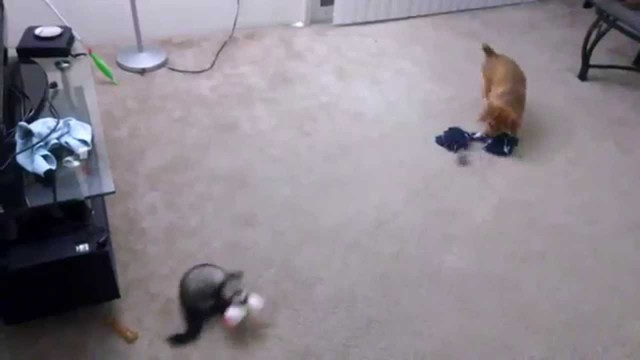 Хорек против щенка - Кто кого?