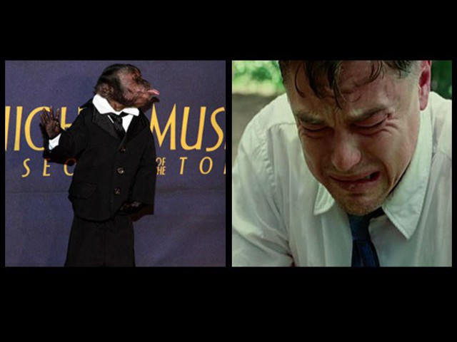 «Оскар» за вклад в кинематограф получила 20-летняя обезьяна