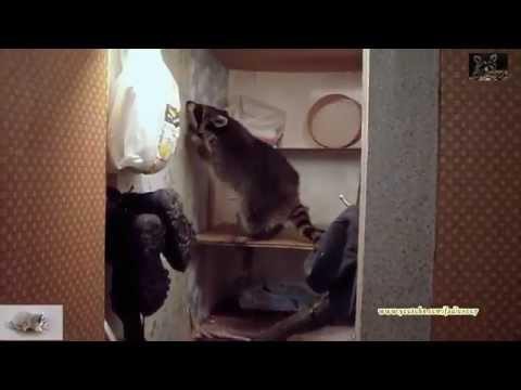 Енот хочет накатить