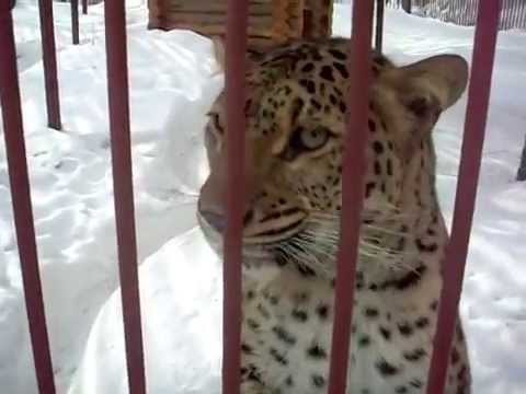 Большая кошка, проверила реакцию 