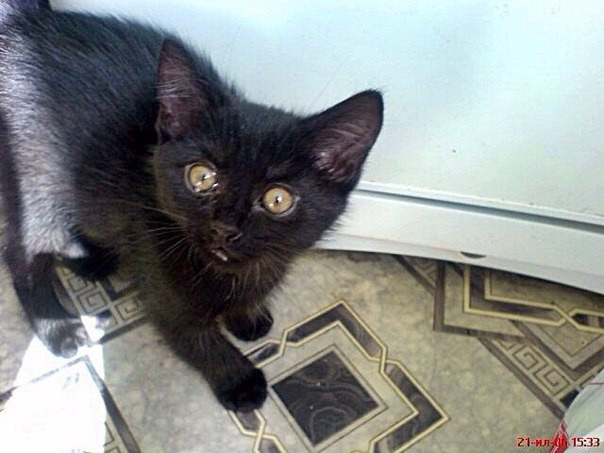 Муж пошел на рынок за картошкой и принес это чудо