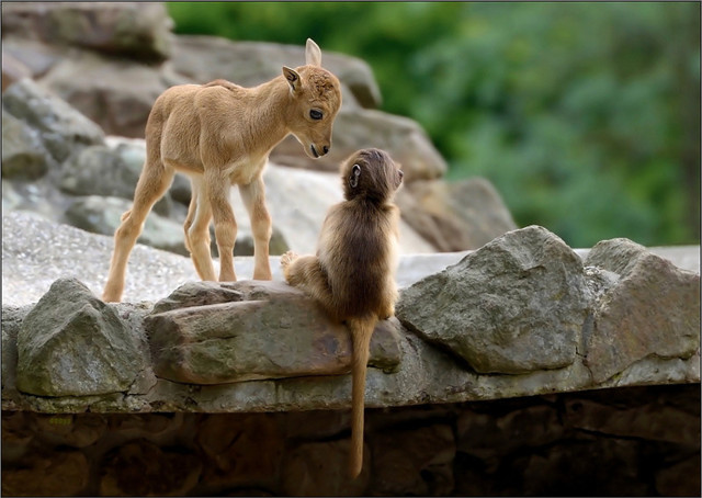 30 очаровательных и эпических фотографий овец
