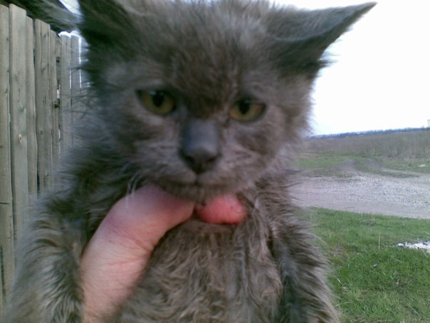 Просто Глюк