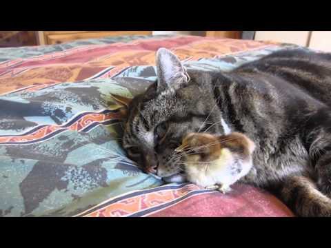 Кот спит с цыпленком