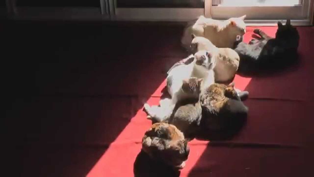 Коты греются 