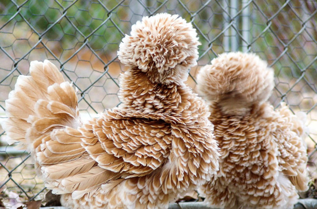 Животные с повышенной лохматостью