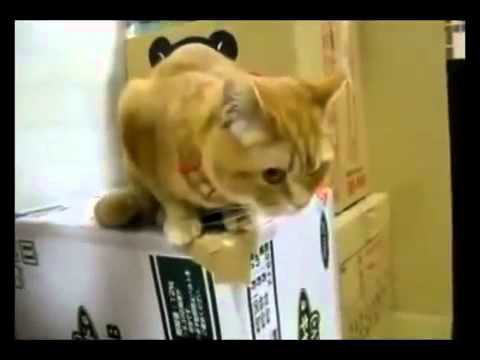 Кот с нетерпением ждет того самого момента