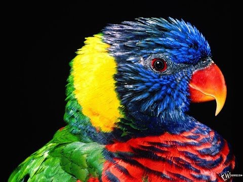 Попугай может издавать любые звуки