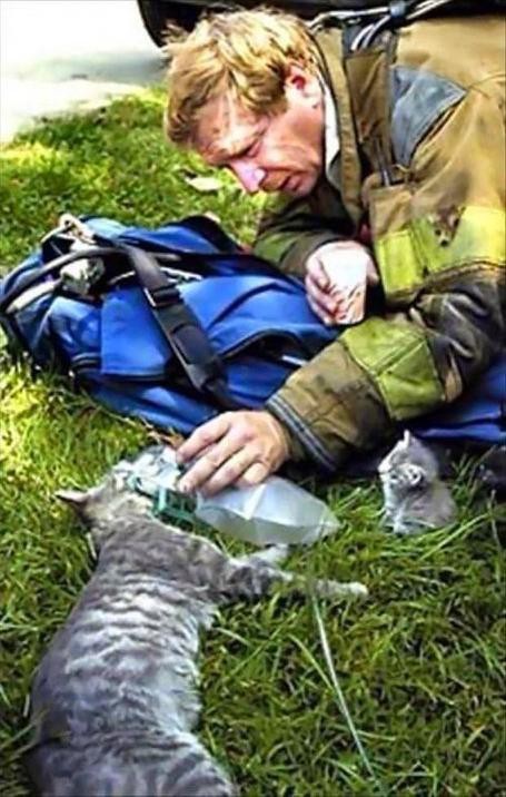 Спасли кошку и котят