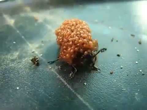 Армия пауков против пчелы