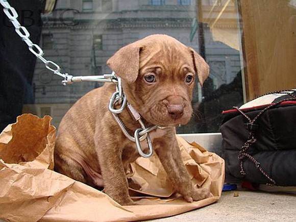 О собаках и их придурковатых хозяев