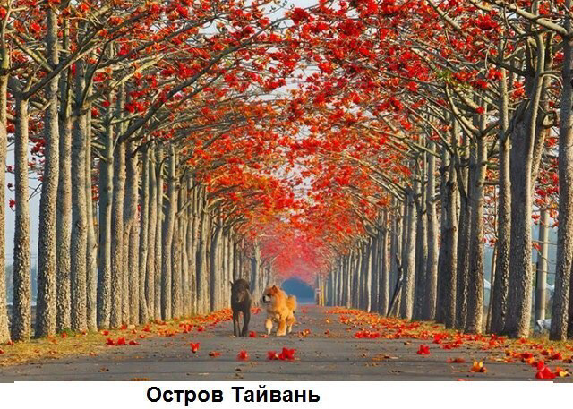 Улочки мира, которые весной становятся еще прекраснее