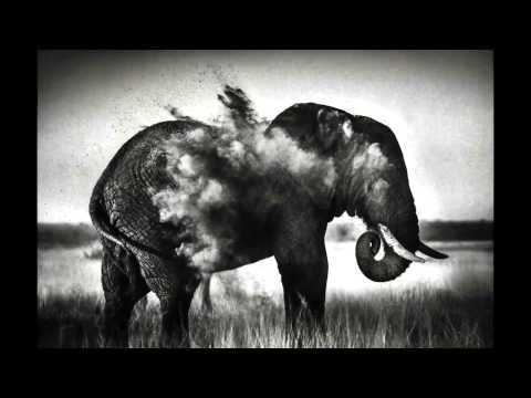 Дикая Африка в фотографиях Лорана Бау