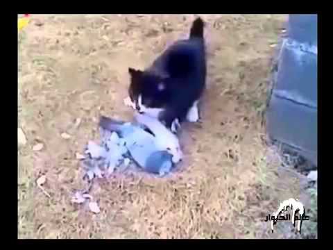 Кот-неудачник