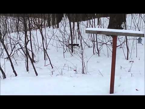 Пьяная белка