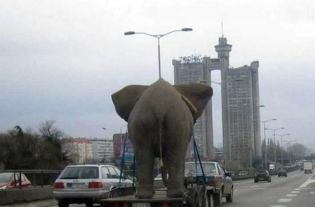 Перевозчики 80 LVL