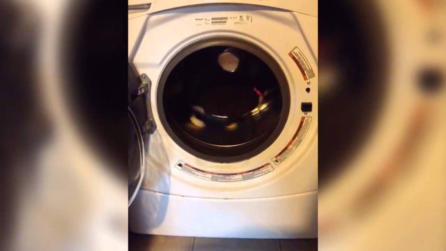 Кот в стиральной машинке