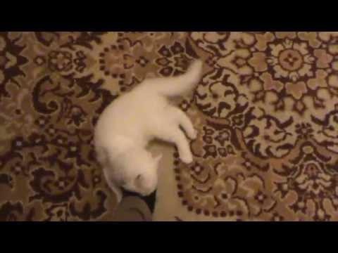 Агрессивный кот и немного странный хозяин 