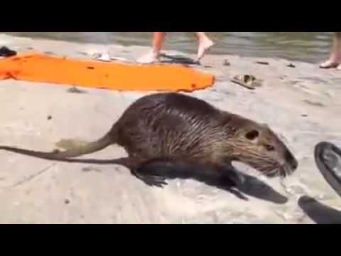 Незваный гость пришел на пляж 
