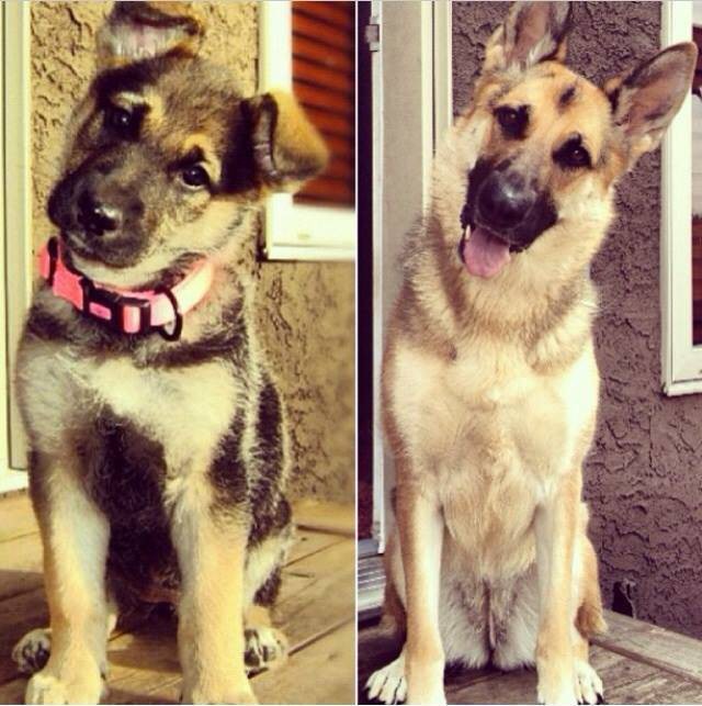 Щенки, которые так быстро выросли