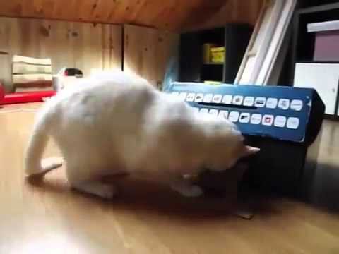 Кошки и коробка